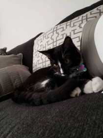 Lost Cat