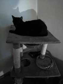 Lost Cat