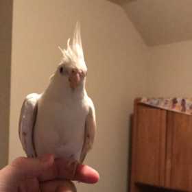 Lost Cockatiel