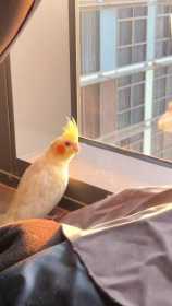 Lost Cockatiel