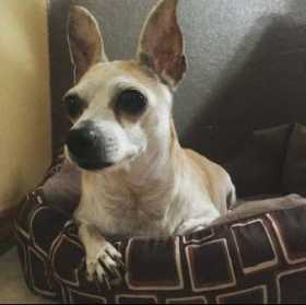 Lost Dog