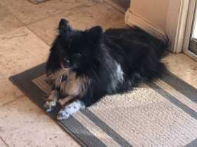 Lost Dog