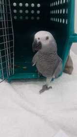 Lost African Grey