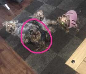 Lost Dog
