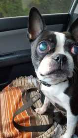 Lost Dog