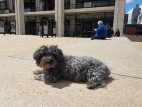 Lost Dog