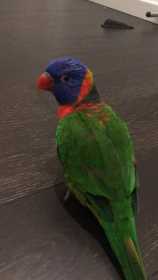 Lost Lory / Lorikeet