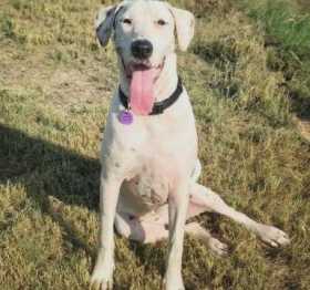 Lost Dog
