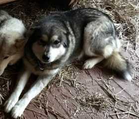 Lost Dog