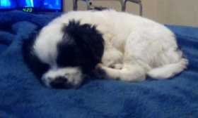 Lost Dog