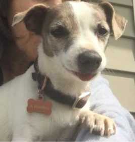 Lost Dog