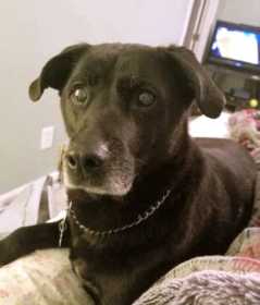 Lost Dog