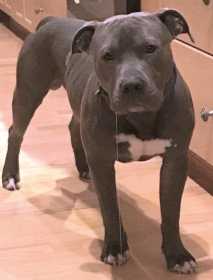 Lost Dog