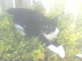 Lost Cat