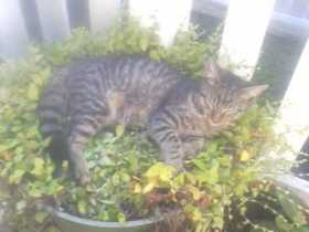 Lost Cat