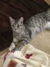 Lost Cat
