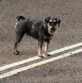 Lost Dog