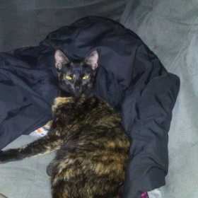 Lost Cat