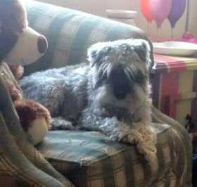 Lost Dog