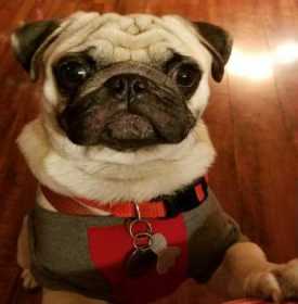 Lost Dog