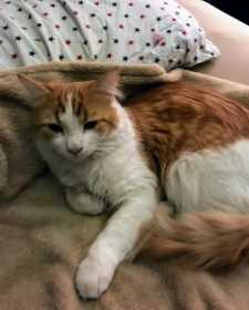 Lost Cat
