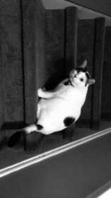 Lost Cat