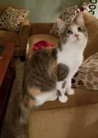 Lost Cat