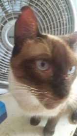 Lost Cat