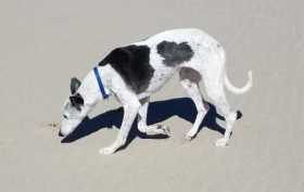 Lost Dog