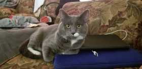 Lost Cat