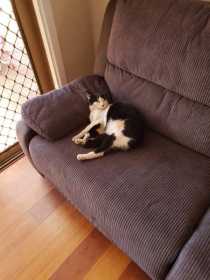 Lost Cat