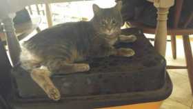 Lost Cat