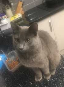 Lost Cat