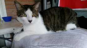 Lost Cat