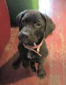 Lost Dog