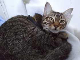 Lost Cat