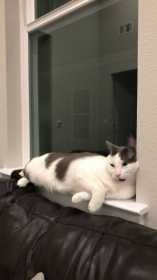 Lost Cat