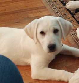 Lost Dog