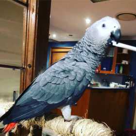 Lost African Grey