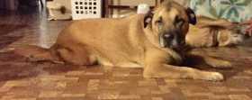 Lost Dog