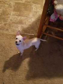 Lost Dog