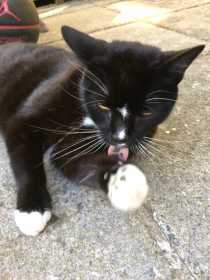 Lost Cat