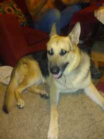 Lost Dog