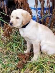 Lost Dog