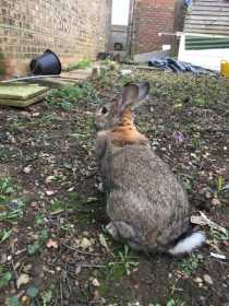 Lost Rabbit