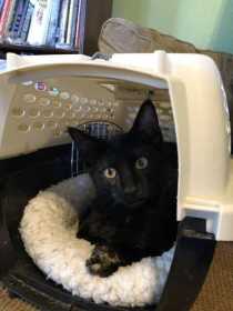 Lost Cat
