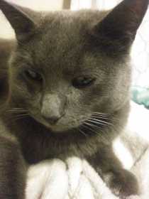 Lost Cat