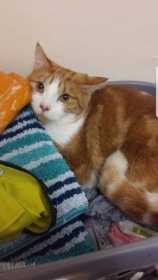 Lost Cat