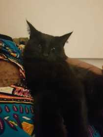 Lost Cat