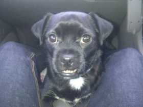 Lost Dog